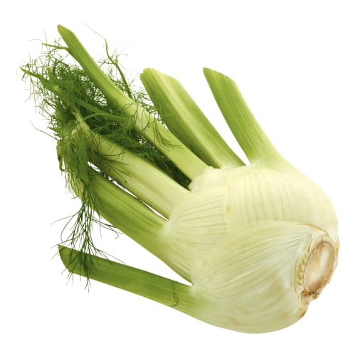 Fänkål Klass 1
