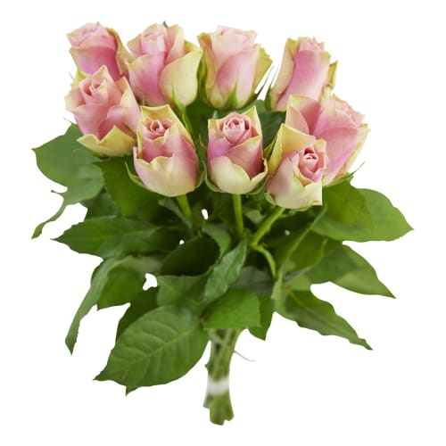 Rosor 9-pack 40cm
